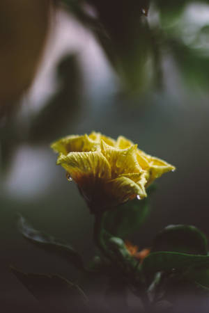 Yellow Flower Android Wallpaper