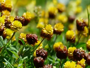 Yellow Flower Buds Wallpaper