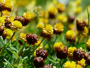 Yellow Flower Buds Wallpaper
