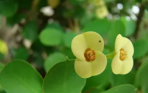 Yellow Flower Plant Wallpaper