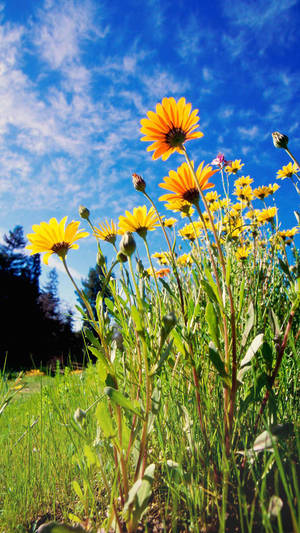 Yellow Flowers Beautiful Phone Wallpaper