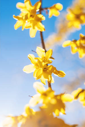 Yellow Flowers In Spring Wallpaper