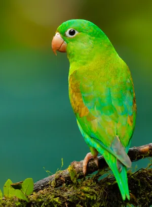 Yellow Green Love Bird Wallpaper