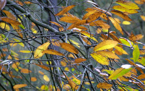 Yellow Leaves On Grey Branches Wallpaper