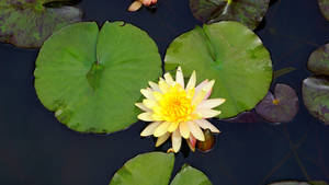 Yellow Lotus Flower Wallpaper