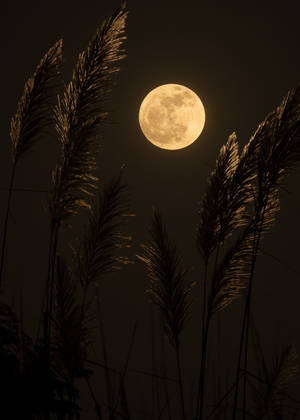 Yellow Luna Moonlight Dark Sky Wallpaper