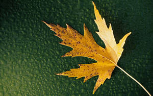 Yellow Maple Leaf Wallpaper