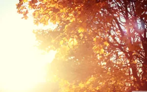 Yellow November Sun Tree Wallpaper