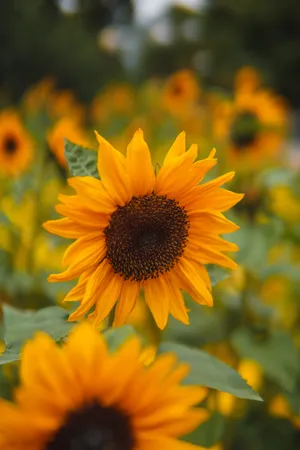 Yellow Orange Sunflowers Wallpaper