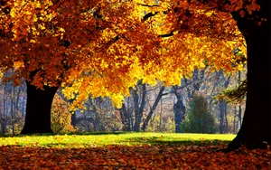 Yellow Orange Trees On Fall Season Wallpaper