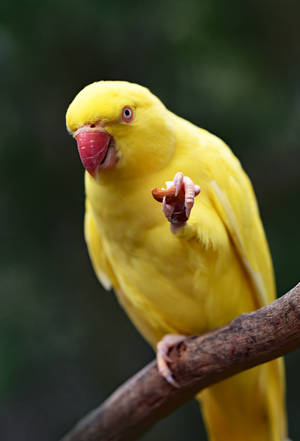Yellow Parrot Bird Wallpaper