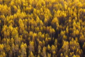 Yellow Pine Trees Fall Desktop Wallpaper
