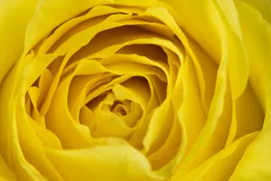 Yellow Rose Laptop Wallpaper