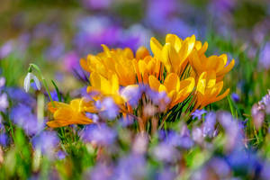 Yellow Saffron Crocus In The Middle Wallpaper