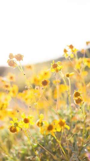 Yellow Spring Flowers Wallpaper