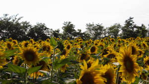 Yellow Sunflower Aesthetic Field Wallpaper