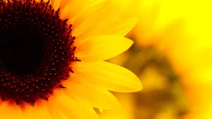 Yellow Sunflower Wallpaper