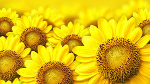 Yellow Sunflowers Blossom Wallpaper