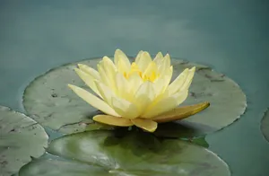 Yellow Water Lily Wallpaper