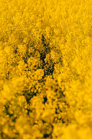 Yellow Wildflowers Field Wallpaper