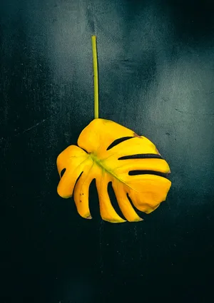 Yellowing Monstera Leaf Wallpaper