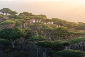 Yemen Dragon Tree Forest Wallpaper