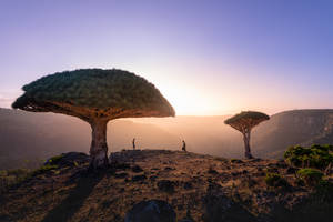 Yemen Socotra Archipelago Wallpaper