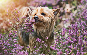 Yorkie Puppy Lavender Plant Wallpaper