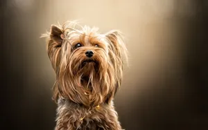 Yorkie Puppy Looking Up Wallpaper