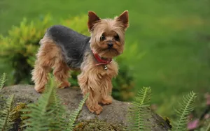 Yorkie Puppy Standing On Rock Wallpaper