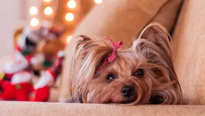 Yorkshire Terrier Cute Christmas Photography Wallpaper
