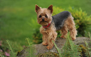 Yorkshire Terrier Photography Wallpaper
