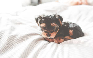 Yorkshire Terrier Puppy On Bed Wallpaper