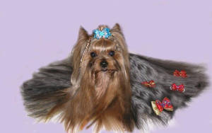 Yorkshire Terrier With Hair Ribbons Wallpaper