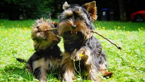 Yorkshire Terriers Playing Stick Wallpaper