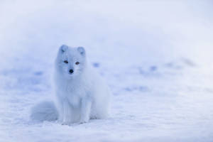 Young Arctic Fox Wallpaper
