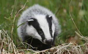 Young Badgerin Grass.jpg Wallpaper