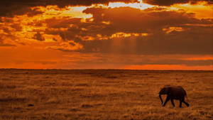 Young Elephant In Africa Wallpaper