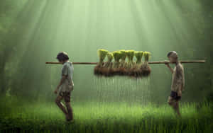 Young Farmers Carrying Rice Seedlings Wallpaper