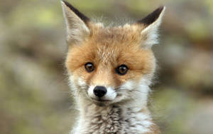 Young Fox At Close Range Wallpaper