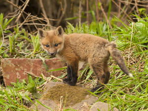 Young Fox Cub Wallpaper