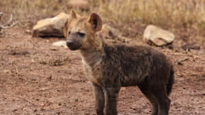 Young Hyena Cubin Wild Wallpaper