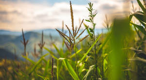 Young Lush Corn Plantation Wallpaper