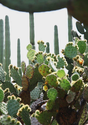 Young Prickly Pear Succulents Wallpaper