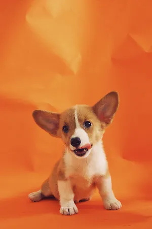 Young Welsh Corgi Dog Wallpaper