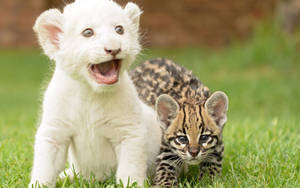 Young White Lion With Cheetah Wallpaper