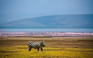 Zebra And Flamingos Wallpaper