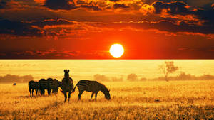 Zebra And Sunset In Africa Wallpaper