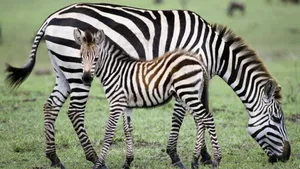 Zebra, Baby, Grass, Food Wallpaper