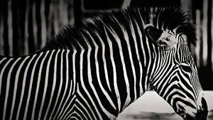 Zebra In Side View Wallpaper